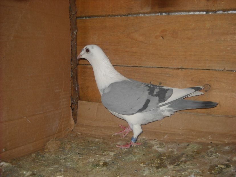 F.2016 - PORUMBEI VANDUTI