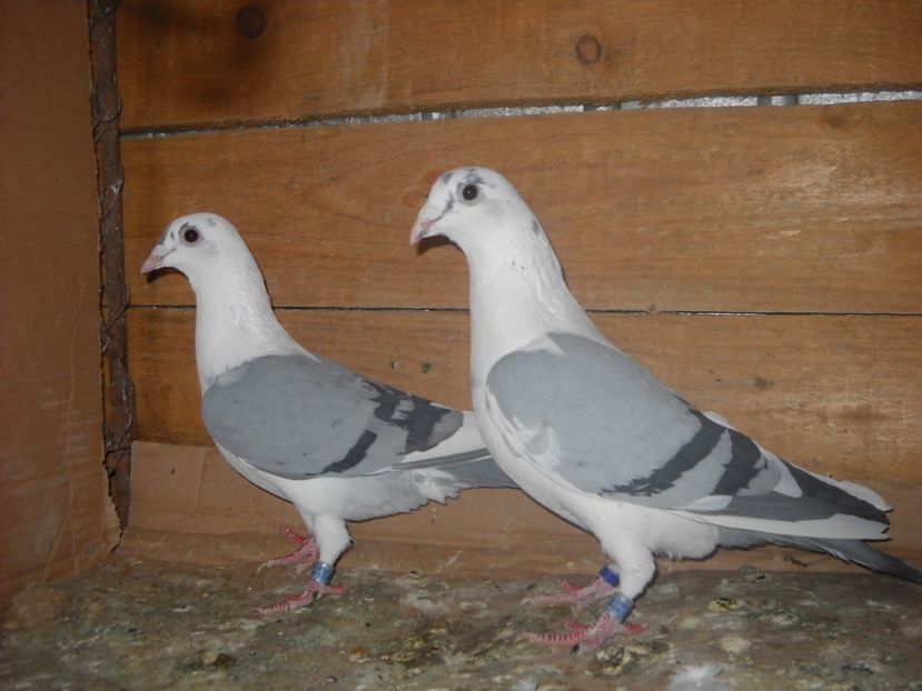 PER.m.plecat  f. vanduta - UNDEVA IN SUCEAVA arhiva