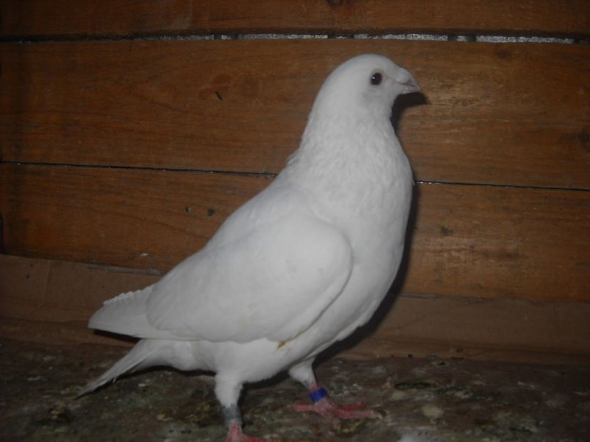 M.2015 -4 - PORUMBEI VANDUTI