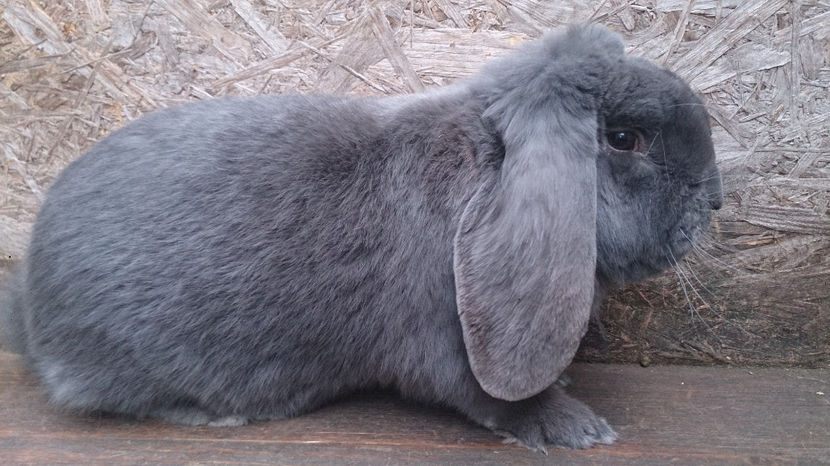  - MASCUL BERBEC 5 DE VANZARE