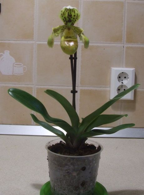 Paphiopedilum - Ultimele achizitii