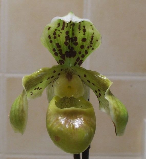  - Ultimele achizitii