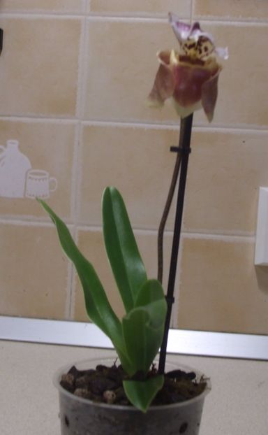 Paphiopedilum - Ultimele achizitii