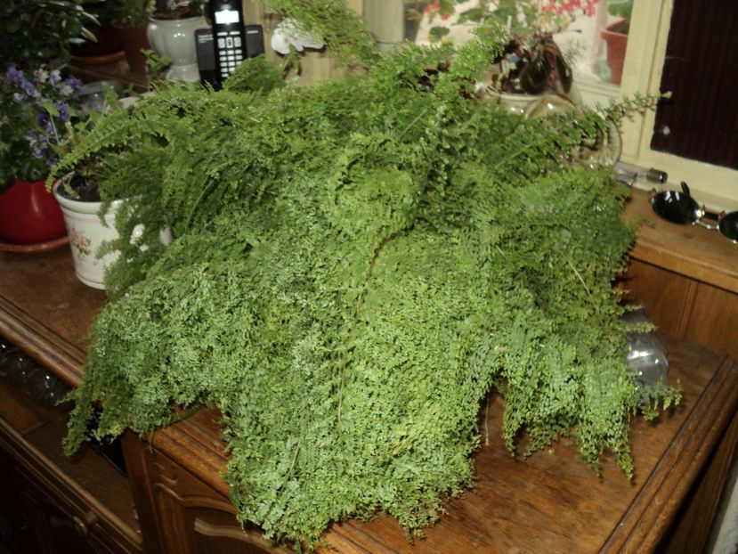 Nephrolepis exaltata Marisa - FLORI DE CAMERĂ