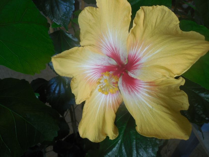  - Tahitian Arcturus Queen