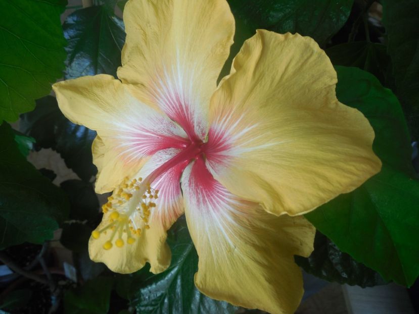  - Tahitian Arcturus Queen