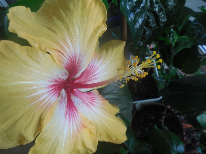  - Tahitian Arcturus Queen