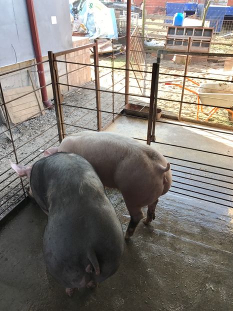  - Scrofite Pietrain si Zeighersz 2017