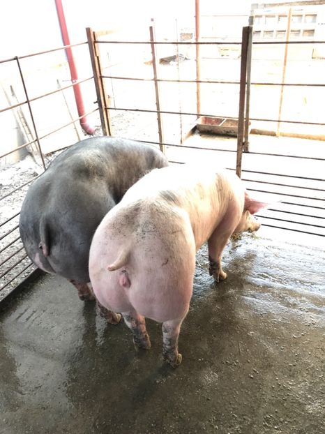  - Scrofite Pietrain si Zeighersz 2017