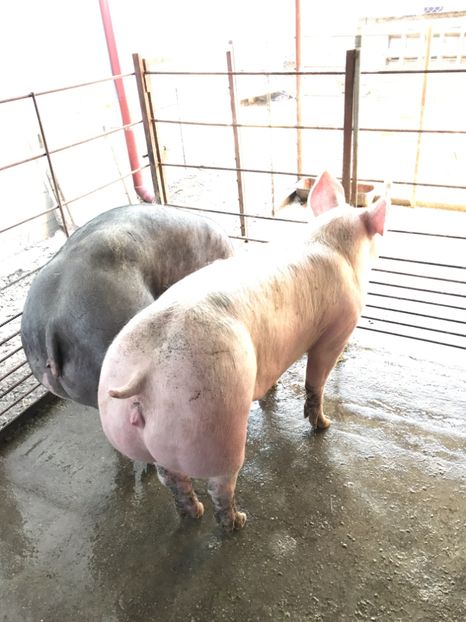  - Scrofite Pietrain si Zeighersz 2017