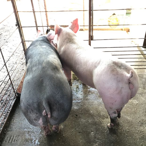  - Scrofite Pietrain si Zeighersz 2017