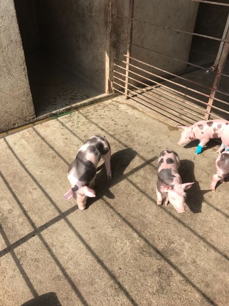  - Purcei Pietrain pur 2017