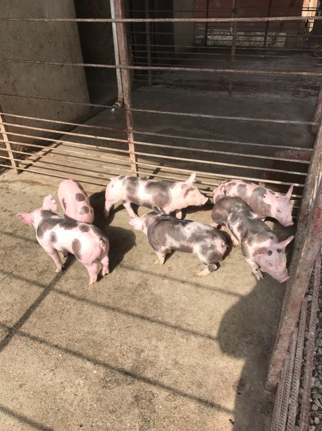  - Purcei Pietrain pur 2017