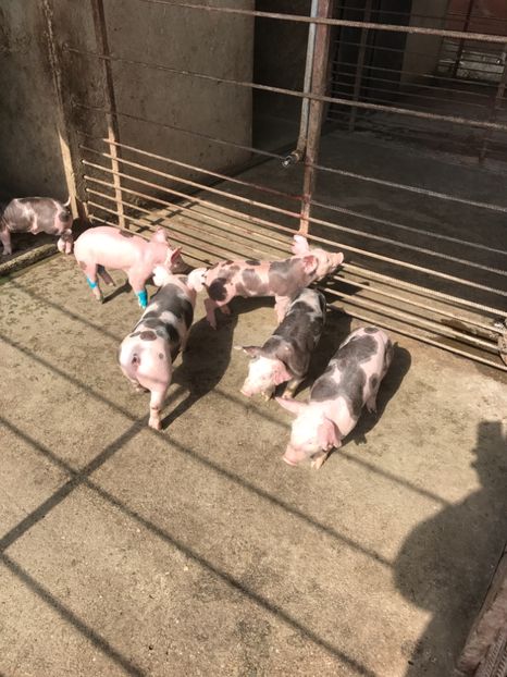  - Purcei Pietrain pur 2017