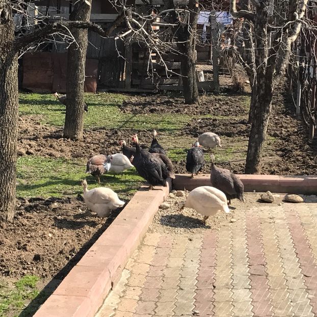  - bibilici
