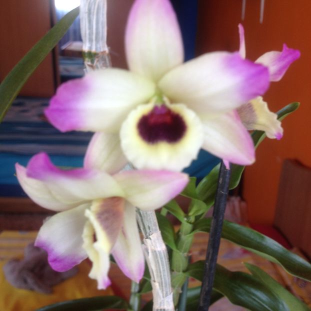 image - dendrobium