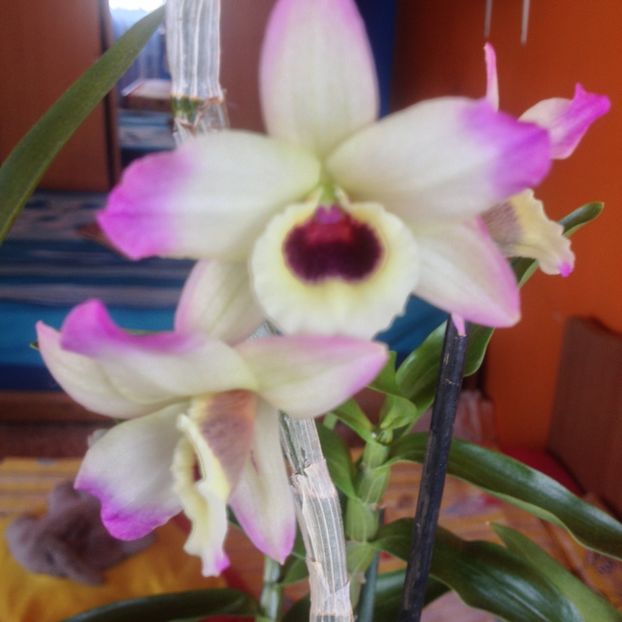 image - dendrobium