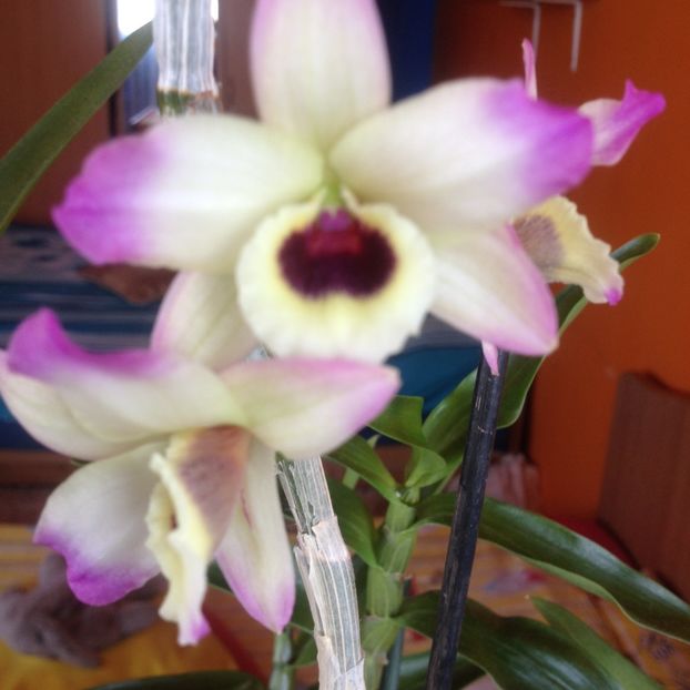image - dendrobium