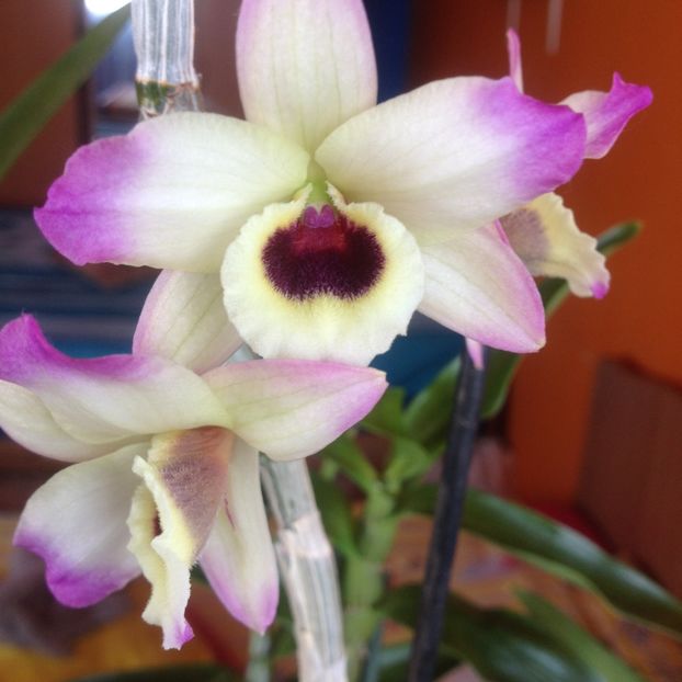 image - dendrobium