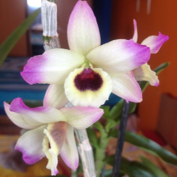 image - dendrobium