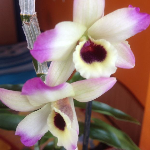 image - dendrobium