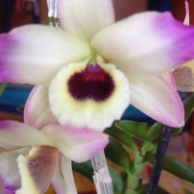 image - dendrobium