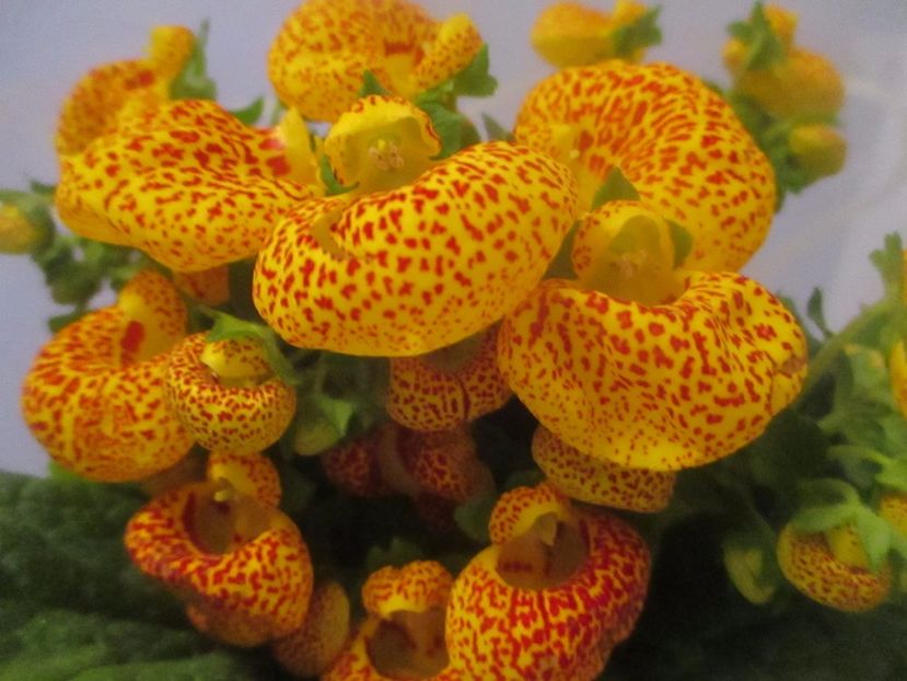  - Florile mele martie 2017