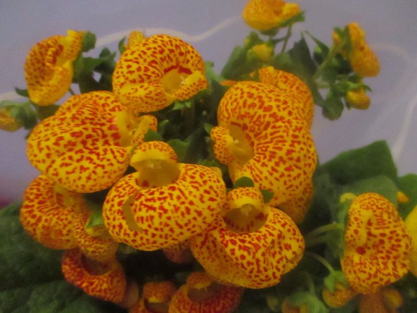  - Florile mele martie 2017