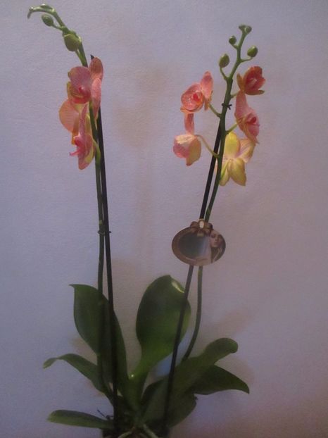  - Florile mele martie 2017