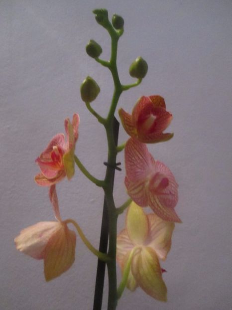  - Florile mele martie 2017