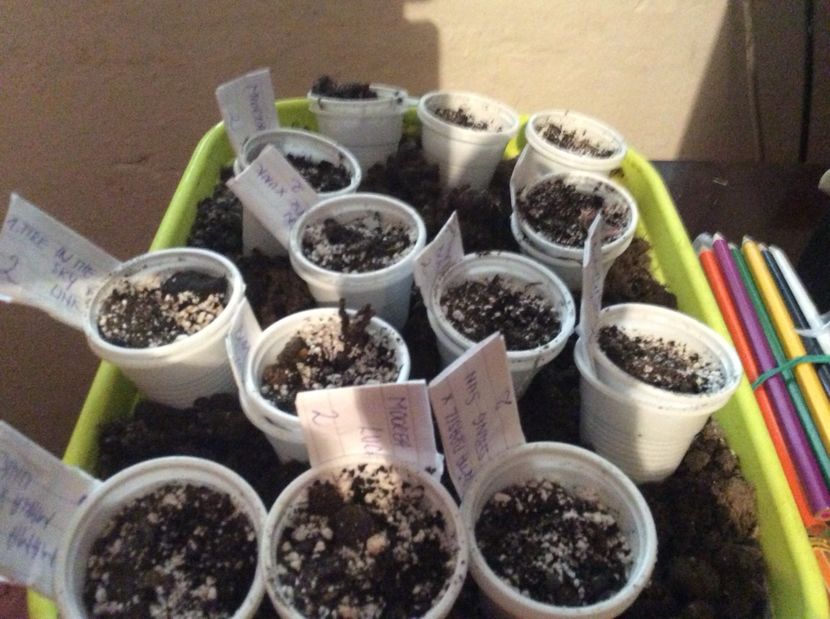  - diverse plante de camera