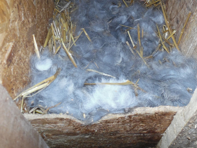 CUIB 6 DIN 06.03.2017 - 04___CUIBURI 2016--2017