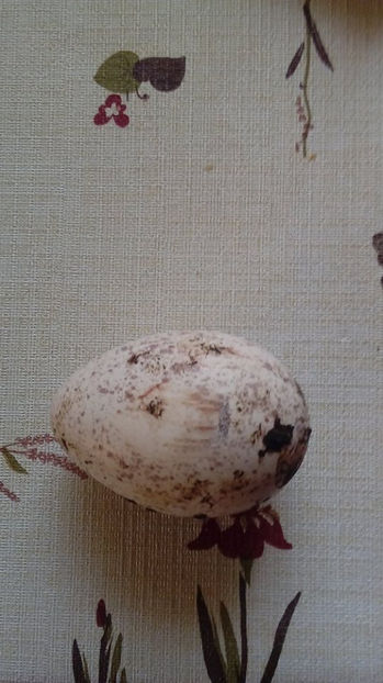 Primul ou - Matca curci 2017