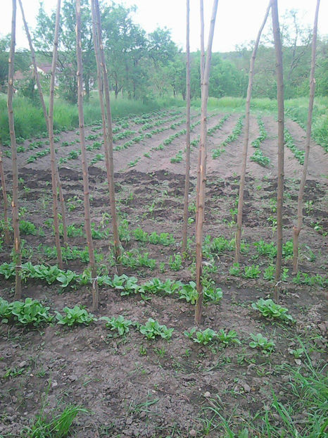 În lucru 2 - 1__12 Alei si rondouri cu flori Gradina de legume