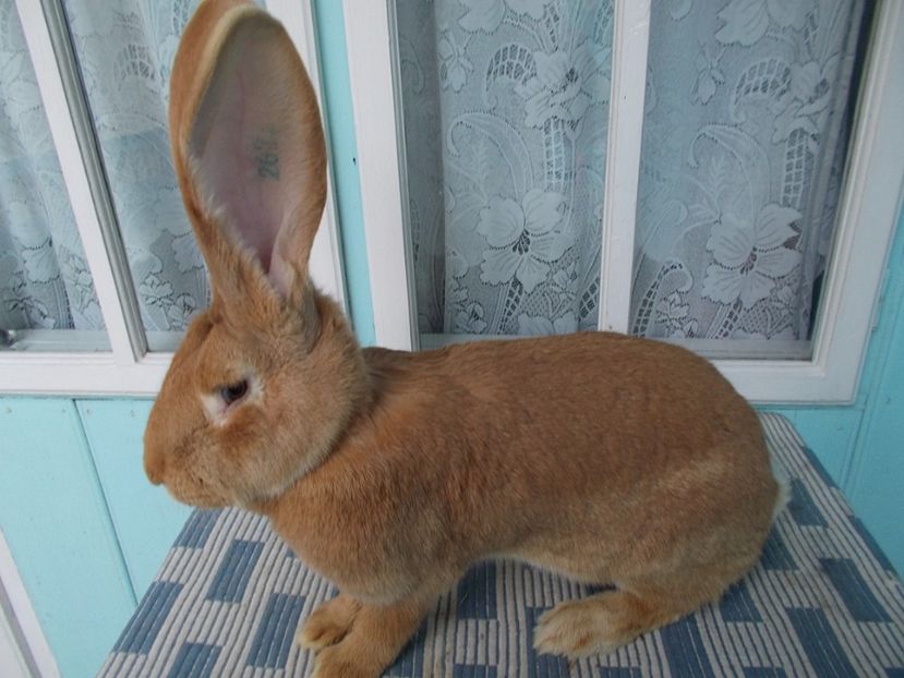 RO72-2621 - FEMELA NR 4