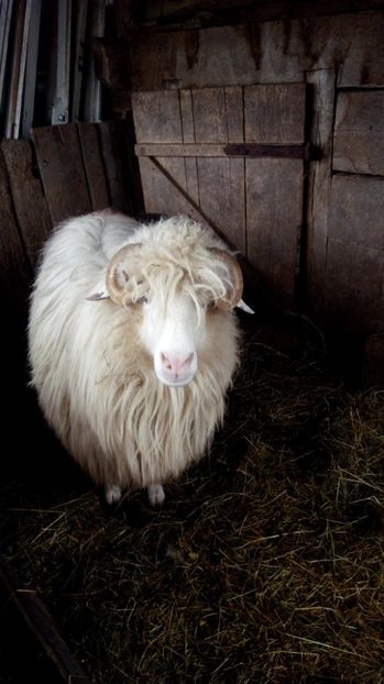 IMG-20170314-WA0022 - Turcana alba