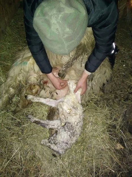 IMG-20170302-WA0011 - Turcana alba