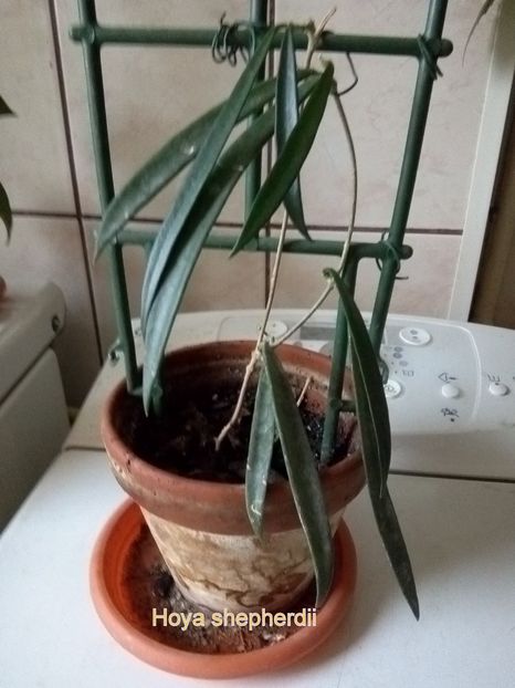  - Hoya shepherdii