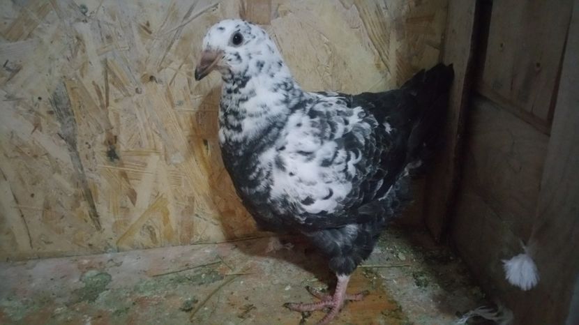  - Pui American Giant Homer 2017