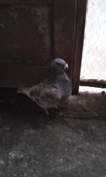 M 2014 - MATCA URIAȘI AMERICANI 2019