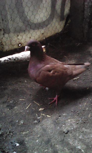 M 2016 - MATCA URIAȘI AMERICANI 2019