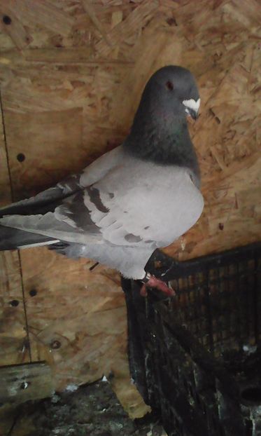 M 2016 - MATCA URIAȘI AMERICANI 2019