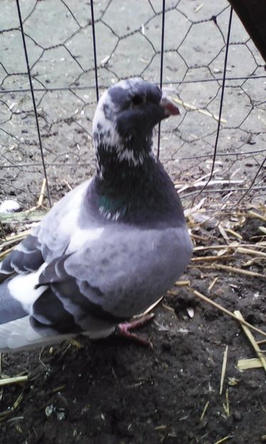 M 2016 - MATCA URIAȘI AMERICANI 2019