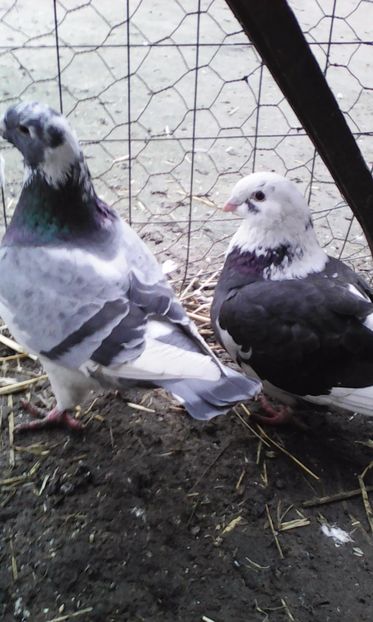 M 2016+F 2016 - MATCA URIAȘI AMERICANI 2017