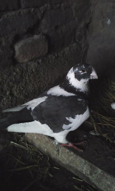 M 2016 - MATCA URIAȘI AMERICANI 2019