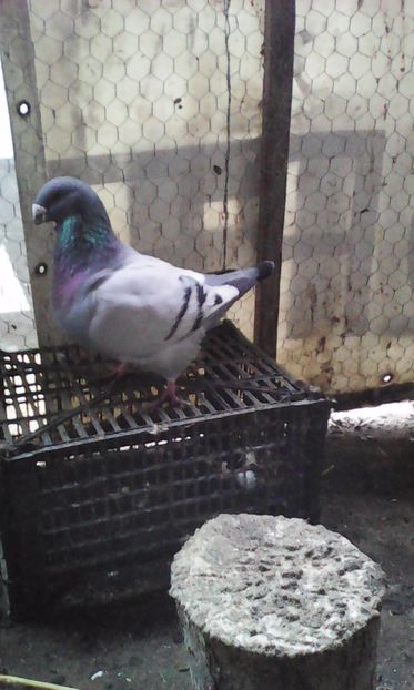 M 2014 - MATCA URIAȘI AMERICANI 2017