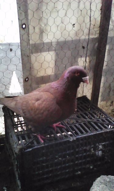 M 2016 - MATCA URIAȘI AMERICANI 2017