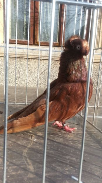  - JUCATORI BIMOTATI DE ARDEAL