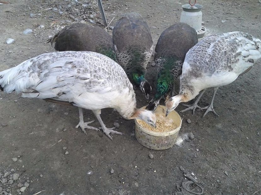 Fetitele mele la aproape un an - C------------Paunii mei Standard si Umar Negru