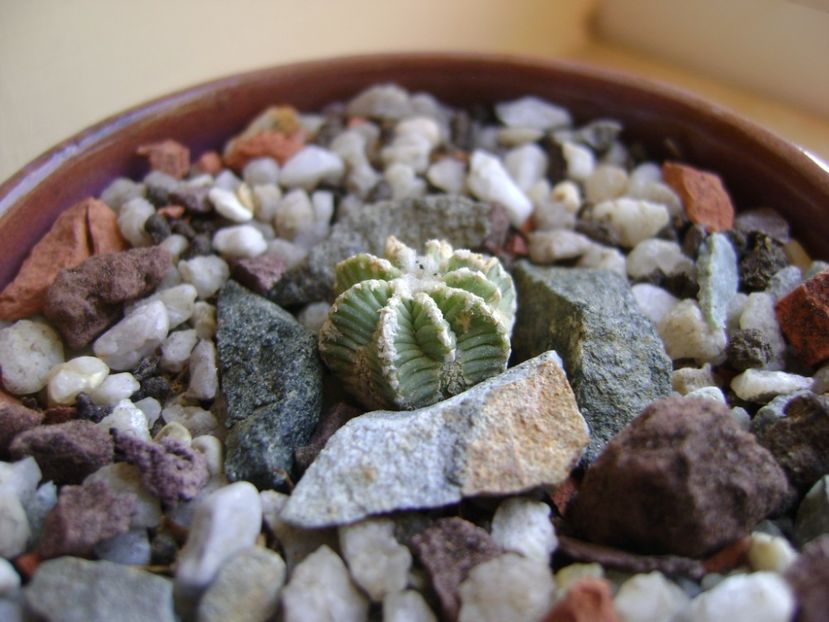 Aztekium hintonii, San Jose del Rio Galeana, Mx - Cactusi 2017